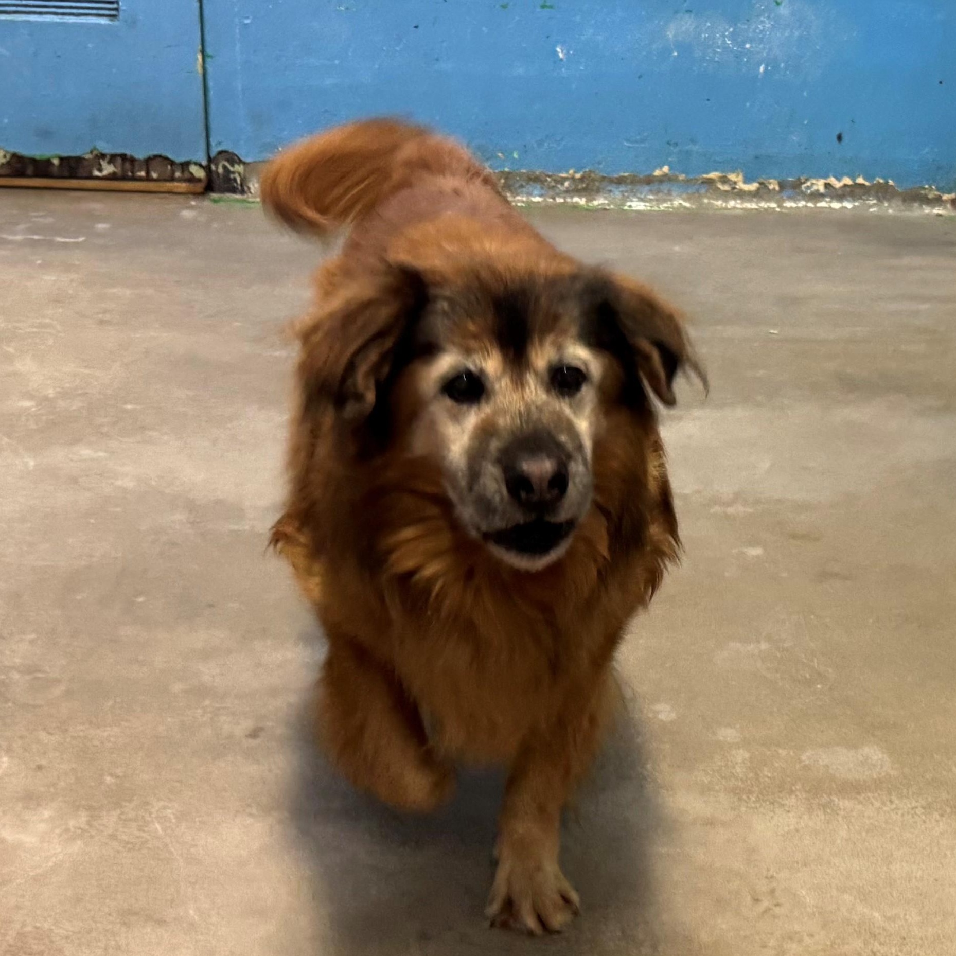 Enlarge Norman 4157, an adoptable mixed breed in Phoenix, AZ image 2/2