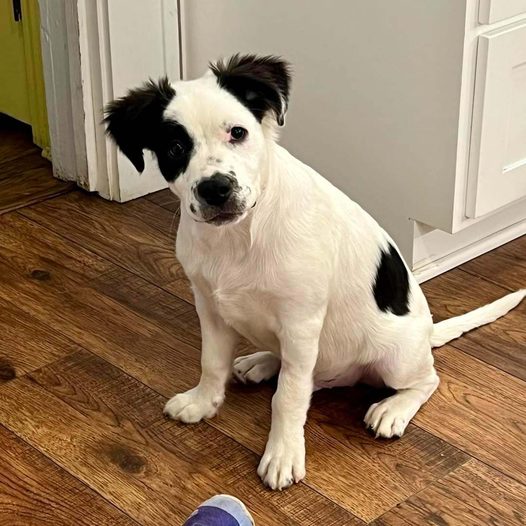 Grits, Adopted, Puppy Male Australian Cattle Dog / Blue Heeler.