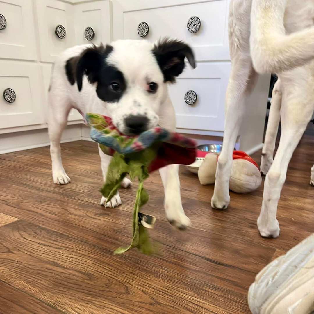 Enlarge Grits, a Adopted mixed breed in Greenville, SC image 2/6