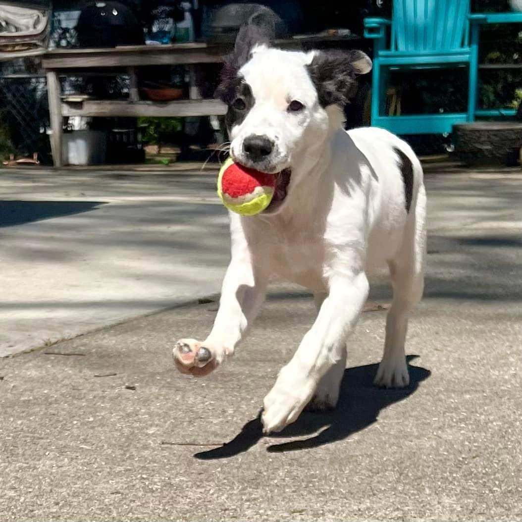 Enlarge Grits, a Adopted mixed breed in Greenville, SC image 3/6