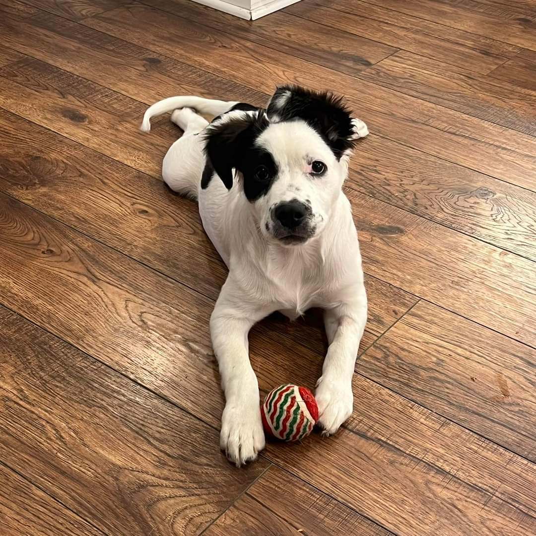 Enlarge Grits, a Adopted mixed breed in Greenville, SC image 4/6