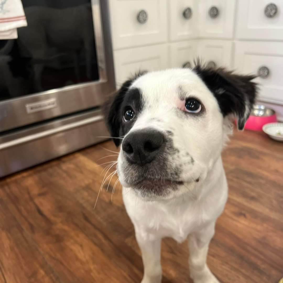 Grits, Adopted, Puppy Male Australian Cattle Dog / Blue Heeler.