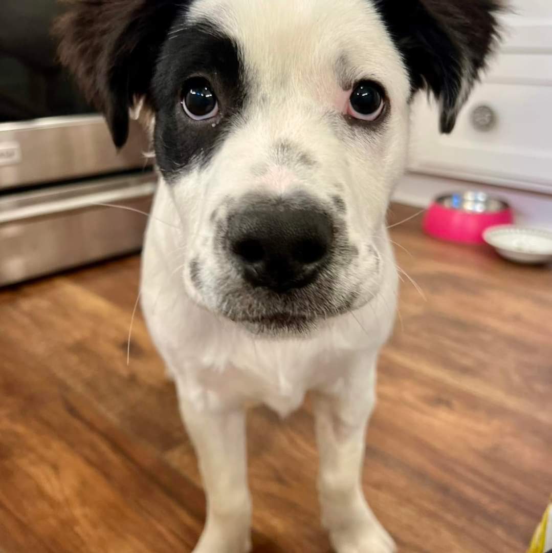 Enlarge Grits, a Adopted mixed breed in Greenville, SC image 6/6