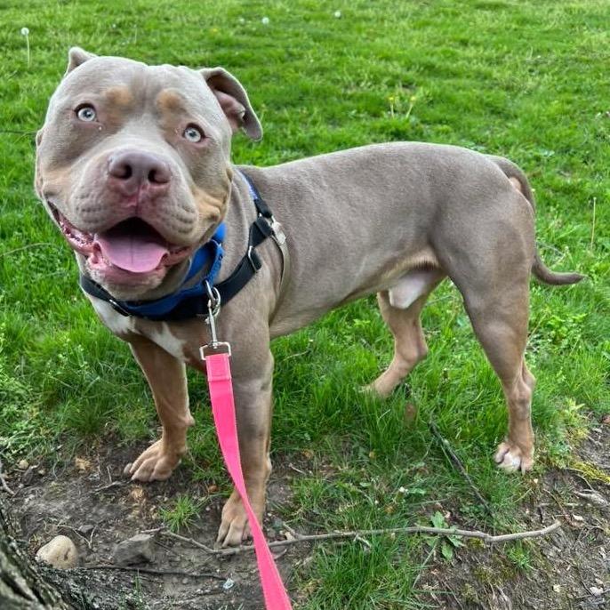 Theo, Adoptable, Young Male Mixed Breed.