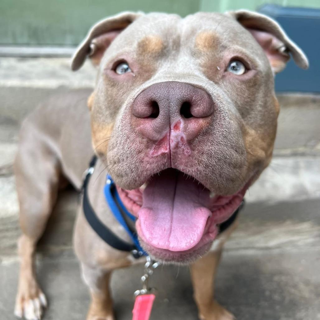 Enlarge Theo, a Adoptable Mixed Breed in Pittsburgh, PA image 2/6