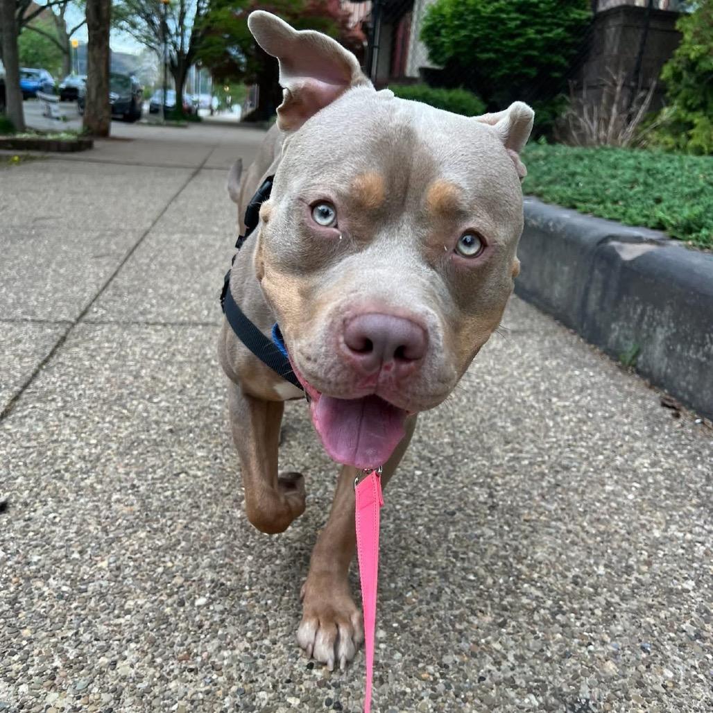 Enlarge Theo, a Adoptable Mixed Breed in Pittsburgh, PA image 3/6