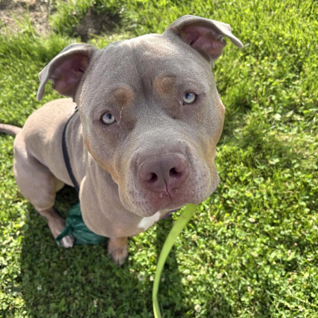 Enlarge Theo, a Adoptable Mixed Breed in Pittsburgh, PA image 4/6