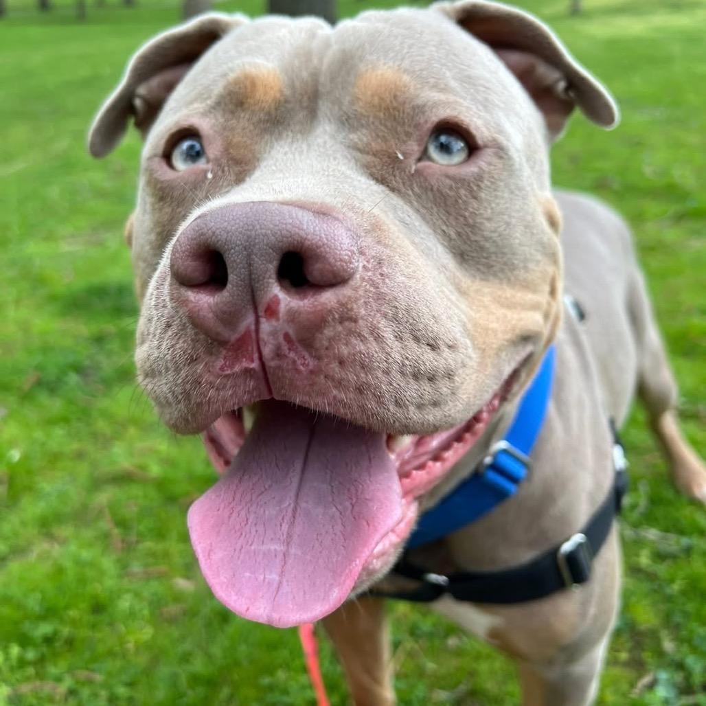 Enlarge Theo, a Adoptable Mixed Breed in Pittsburgh, PA image 5/6