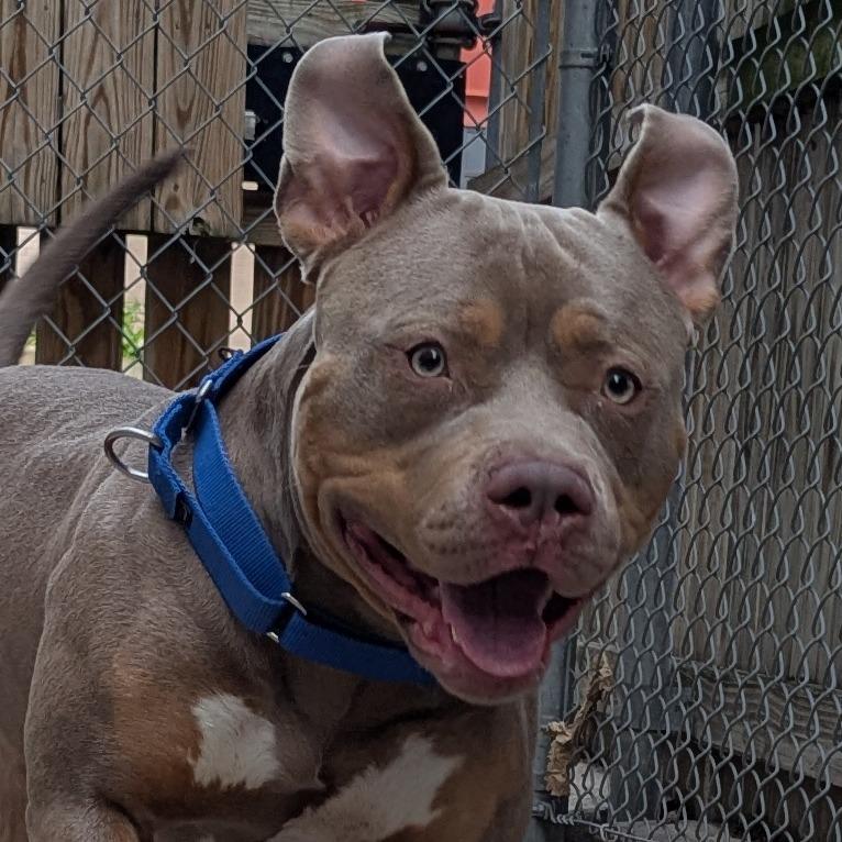 Enlarge Theo, a Adoptable Mixed Breed in Pittsburgh, PA image 6/6