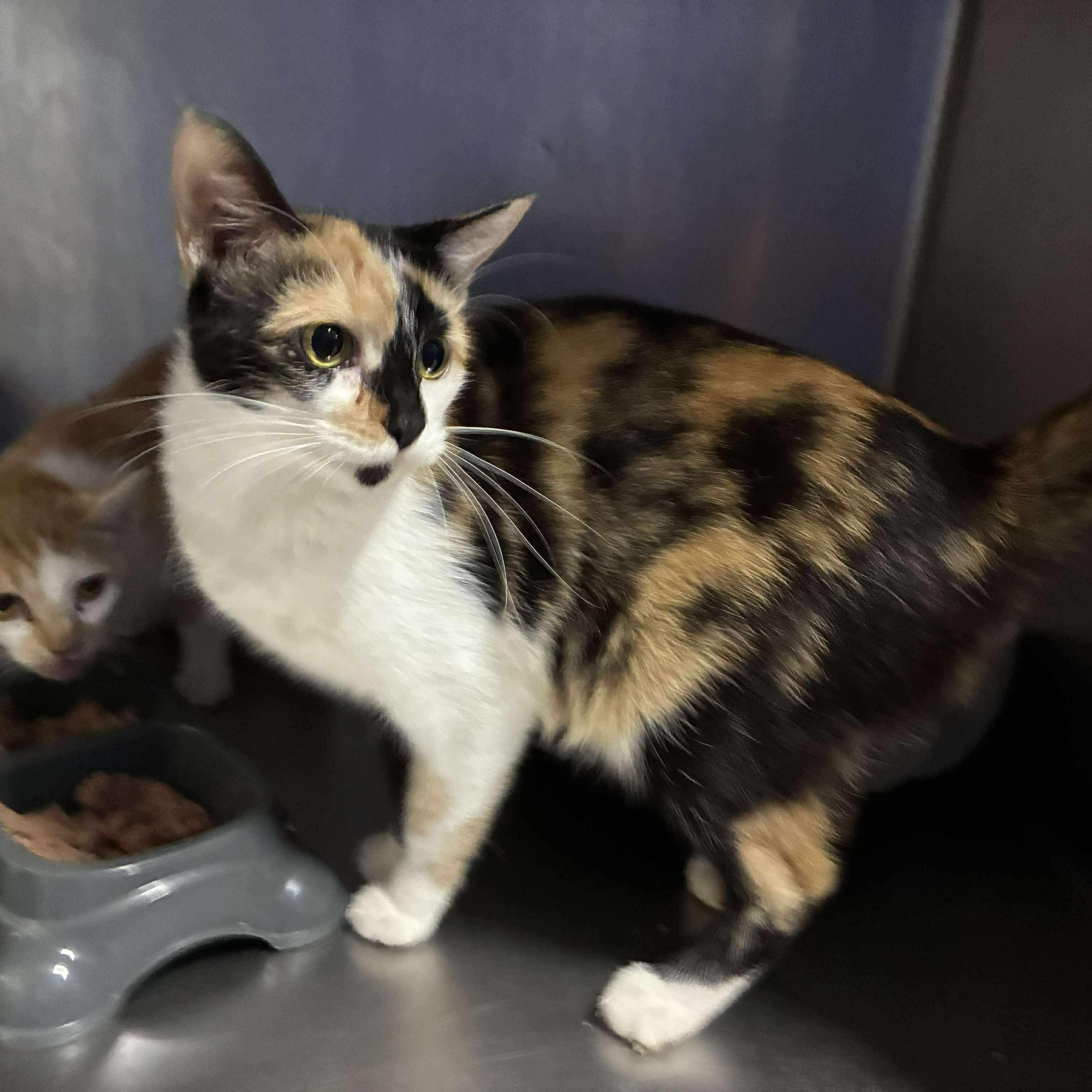 August, a Adoptable mixed breed in Petersburg, IL image 4/4