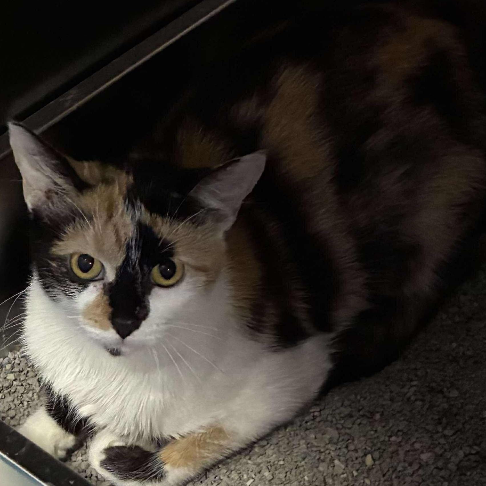 August, Adoptable, Adult Female Calico & Domestic Short Hair.