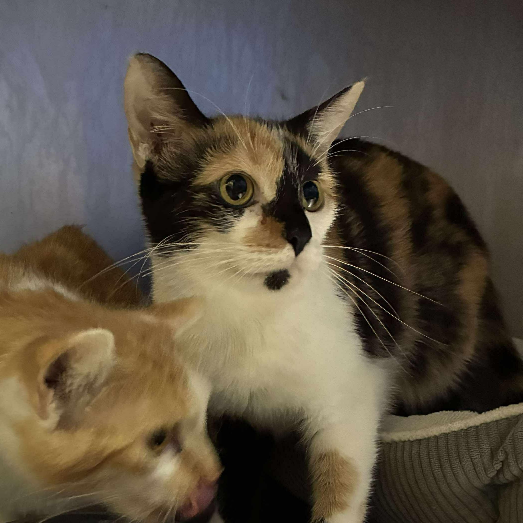 August, a Adoptable mixed breed in Petersburg, IL image 2/4