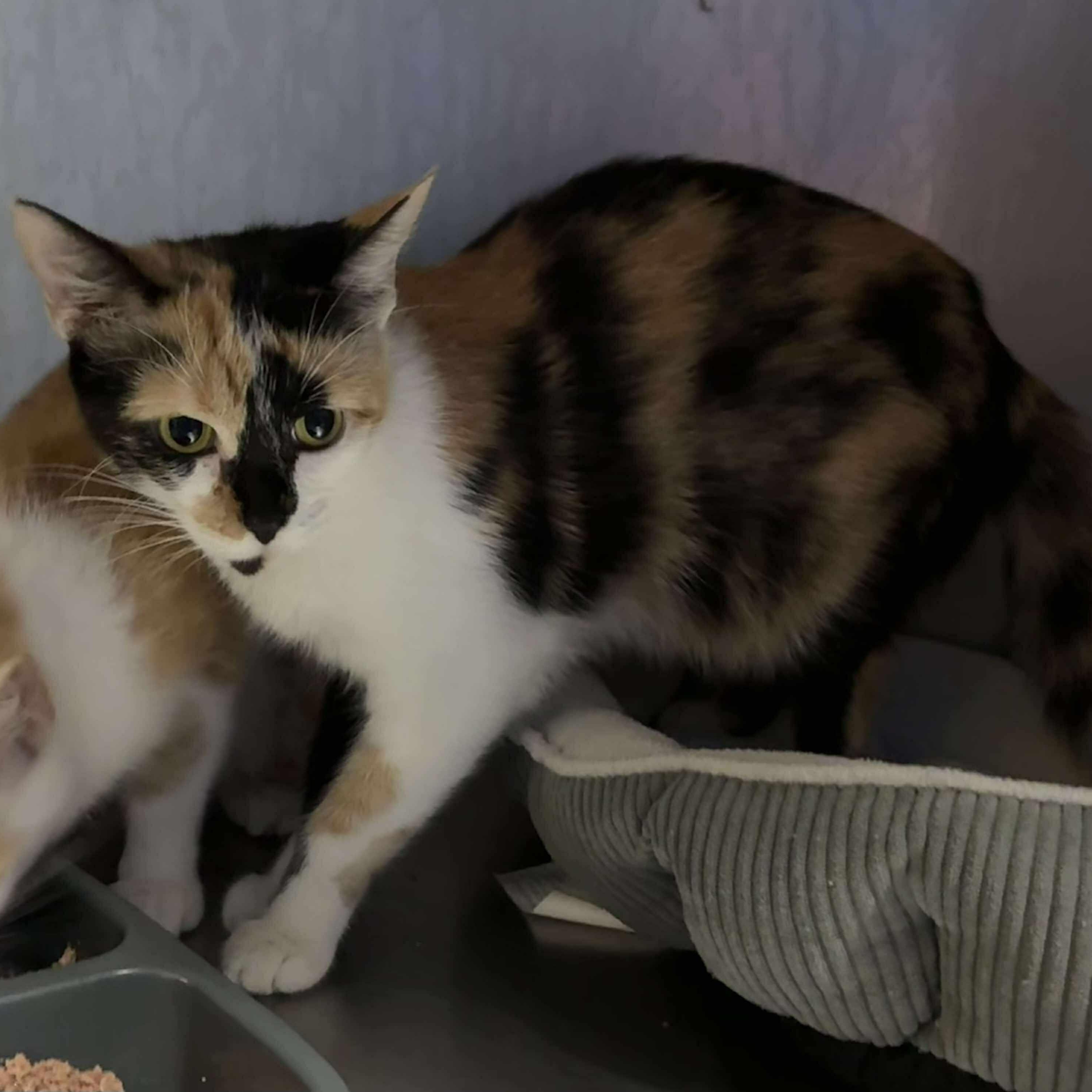 August, a Adoptable mixed breed in Petersburg, IL image 3/4