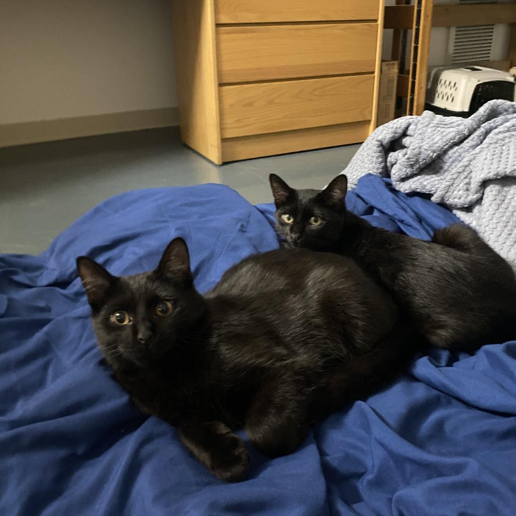 Toccata, Adoptable, Young Male Domestic Short Hair.