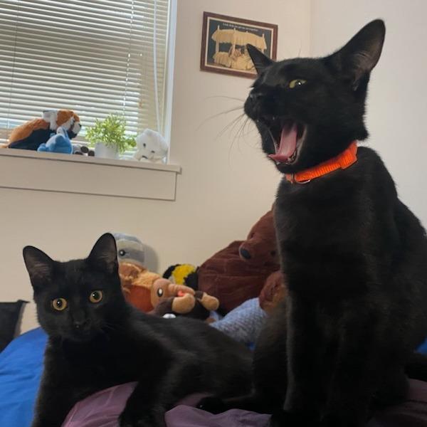 Enlarge Toccata, a Adoptable Domestic Short Hair in Evanston, IL image 4/4