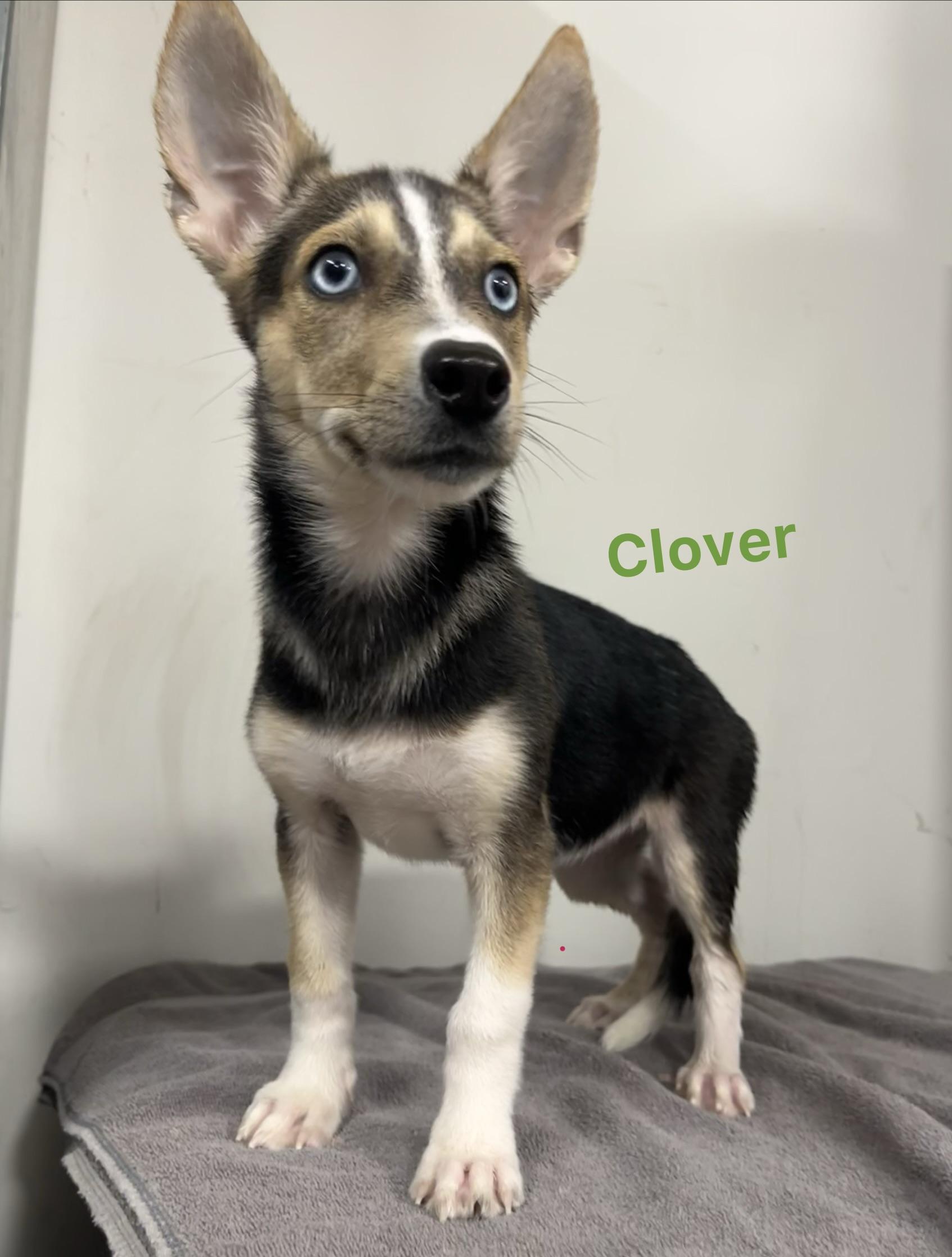 Clover, Adoptable, Puppy Female Siberian Husky & Corgi.