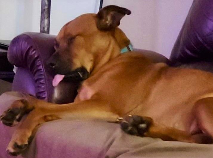 Lorraine, a Adoptable Hound in Lambertville, NJ image 2/18