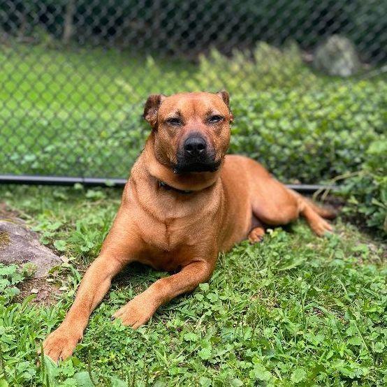 Lorraine, a Adoptable Hound in Lambertville, NJ image 3/18
