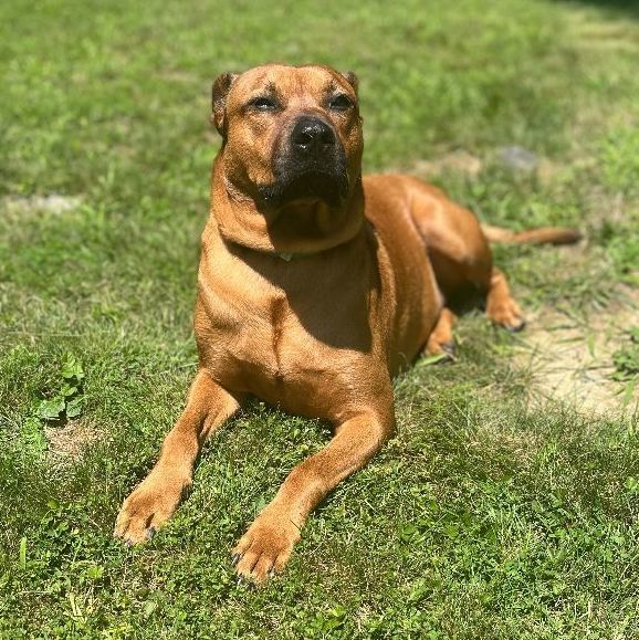 Lorraine, a Adoptable Hound in Lambertville, NJ image 4/18
