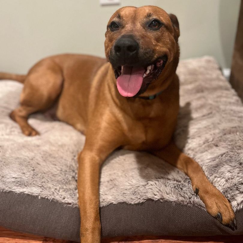 Lorraine, a Adoptable Hound in Lambertville, NJ image 5/18