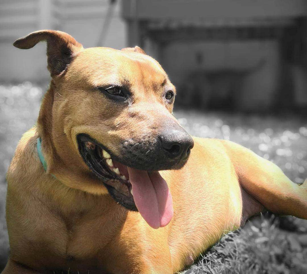 Lorraine, a Adoptable Hound in Lambertville, NJ image 6/18