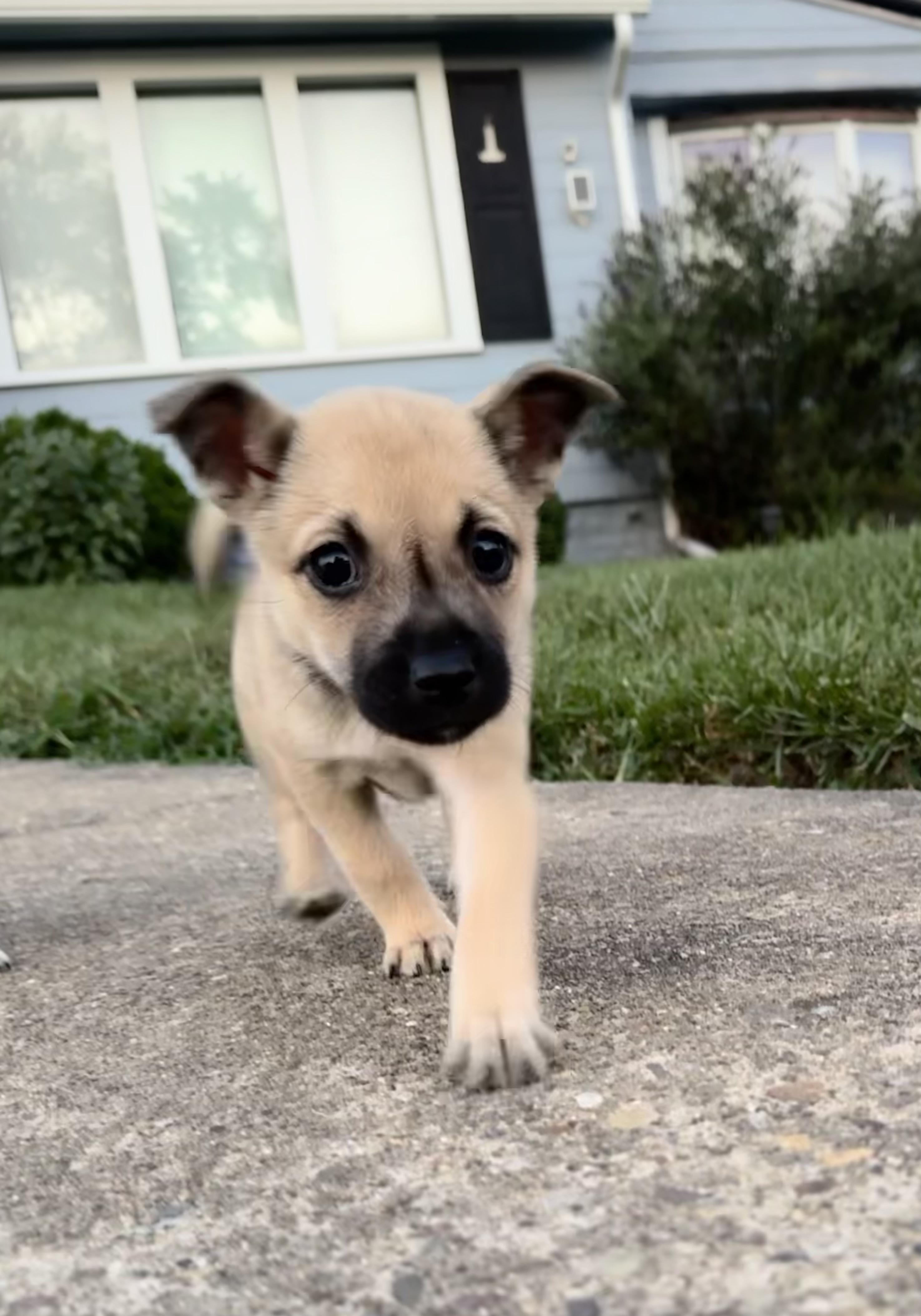 Enlarge Indiana Jones & Laura Croft, a Adopted mixed breed in New Martinsville, WV image 5/6