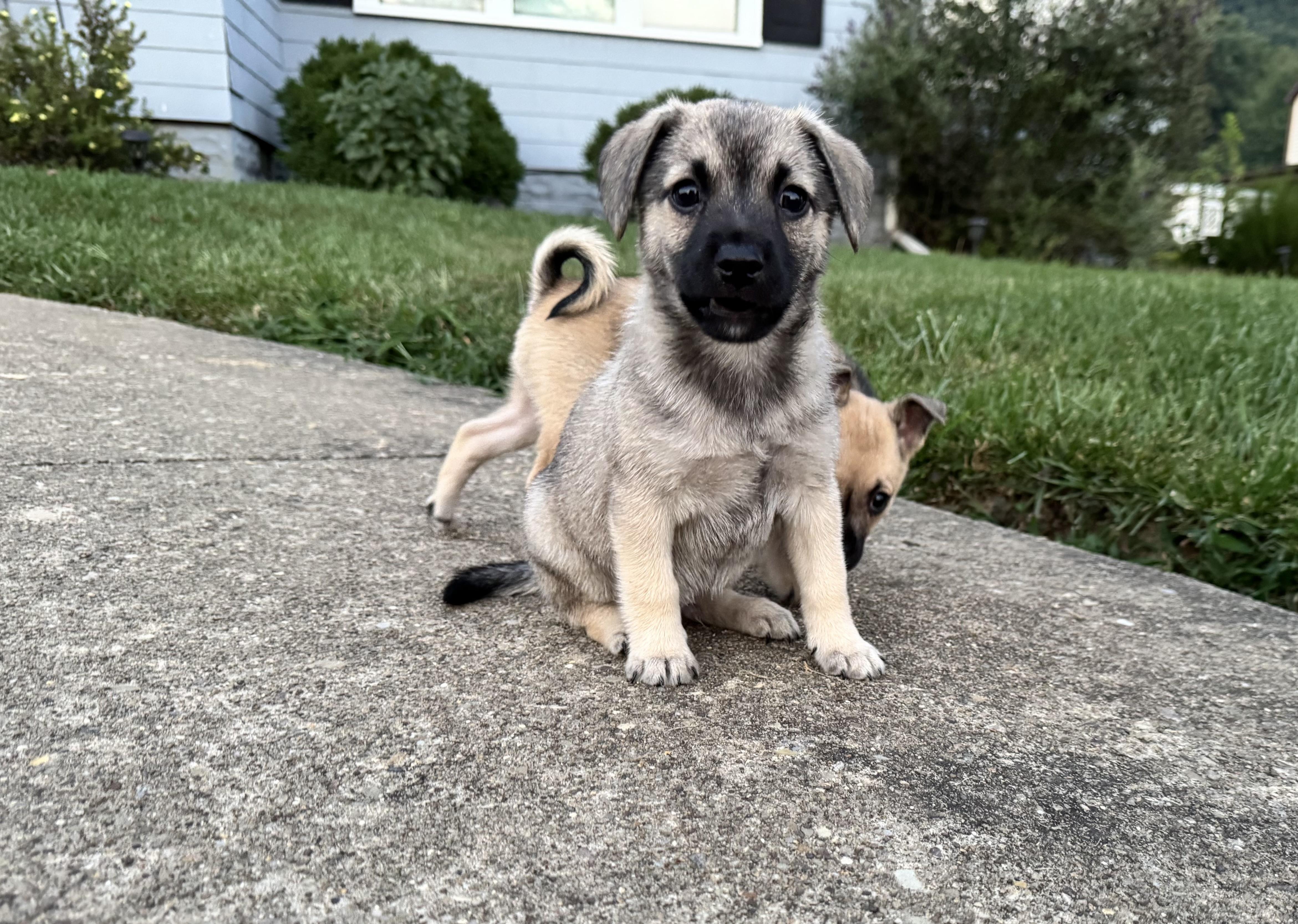 Enlarge Indiana Jones & Laura Croft, a Adopted mixed breed in New Martinsville, WV image 3/6