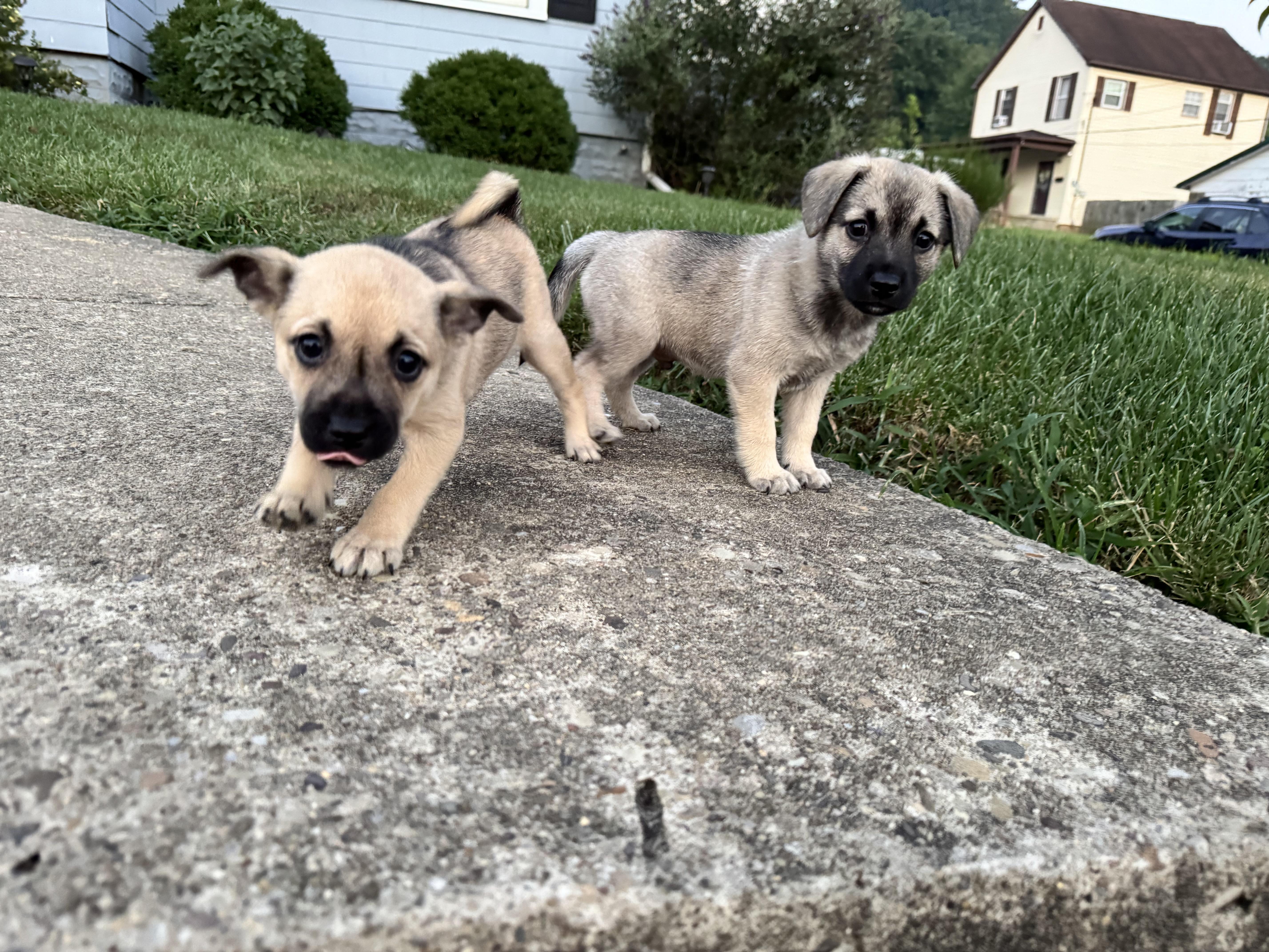 Indiana Jones & Laura Croft, Adopted, Puppy Female Chihuahua & Norwegian Elkhound.
