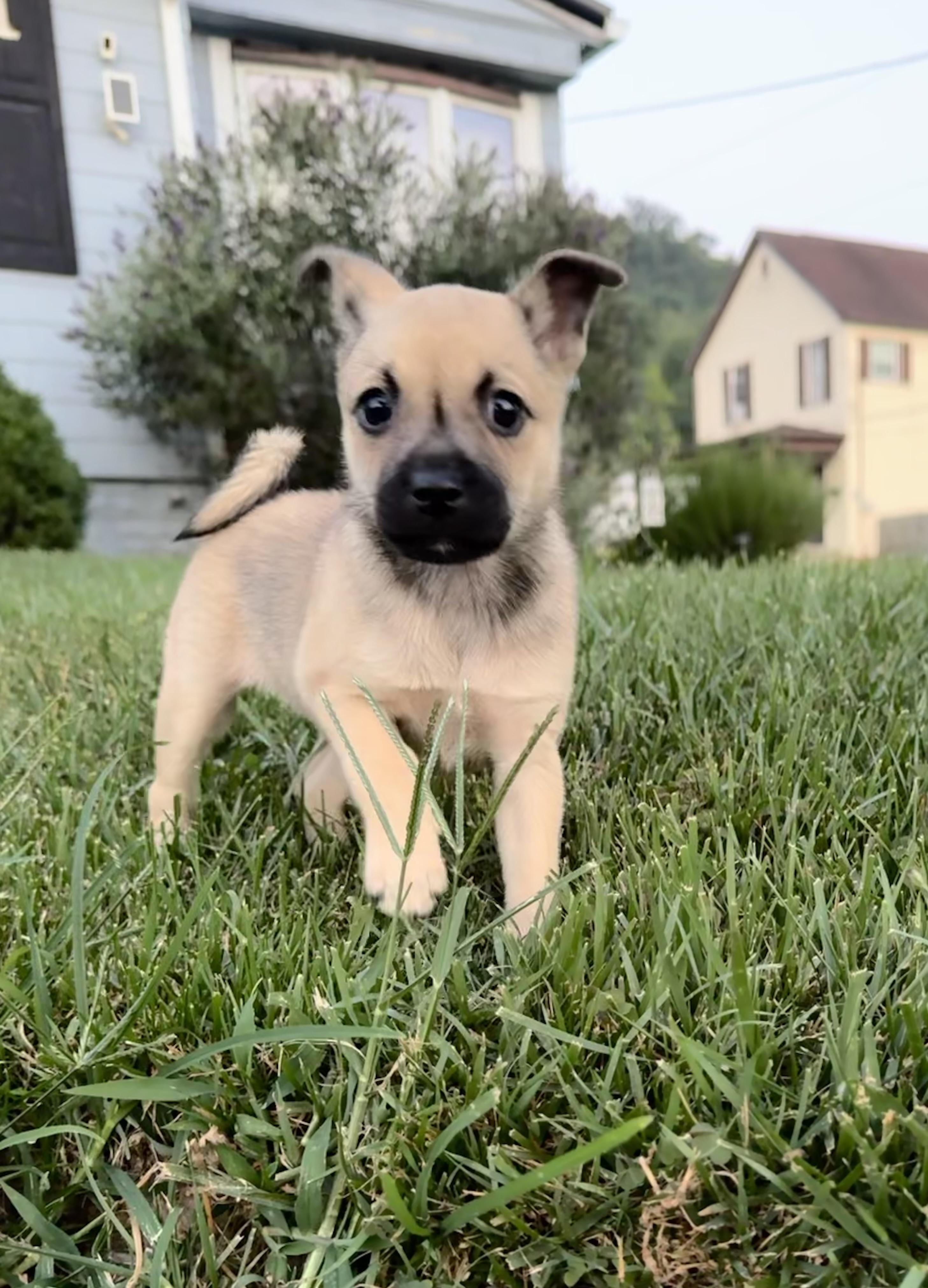 Enlarge Indiana Jones & Laura Croft, a Adopted mixed breed in New Martinsville, WV image 2/6