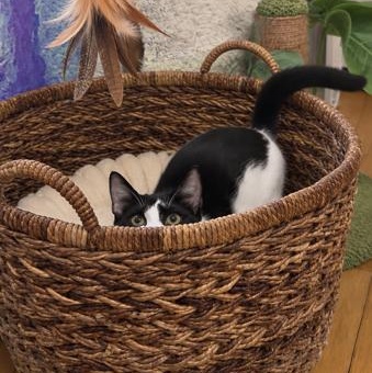Enlarge Comet, a Adoptable Domestic Short Hair in Hamburg, NJ image 2/5