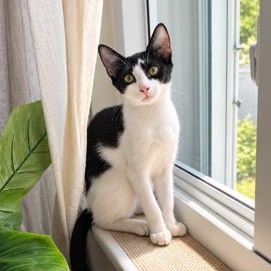 Enlarge Comet, a Adoptable Domestic Short Hair in Hamburg, NJ image 1/5