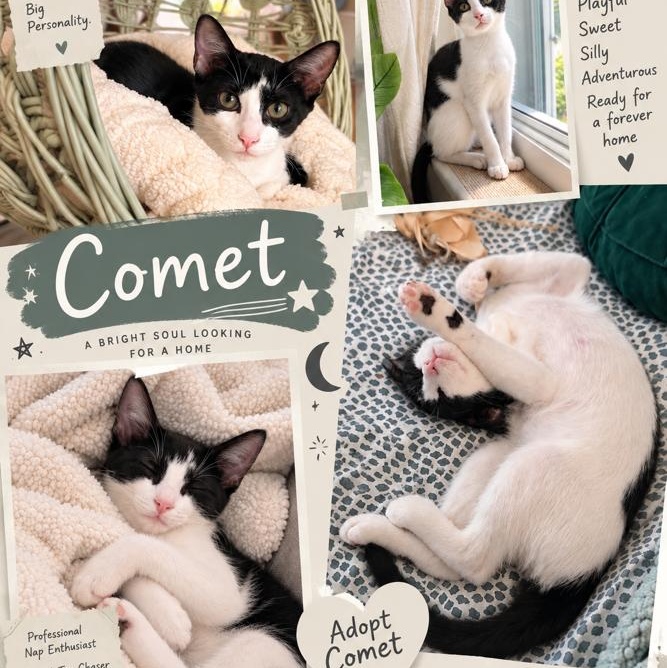 Enlarge Comet, a Adoptable Domestic Short Hair in Hamburg, NJ image 5/5