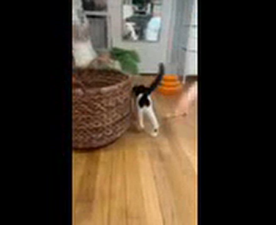 Enlarge Comet, a Adoptable Domestic Short Hair in Hamburg, NJ video 4/5