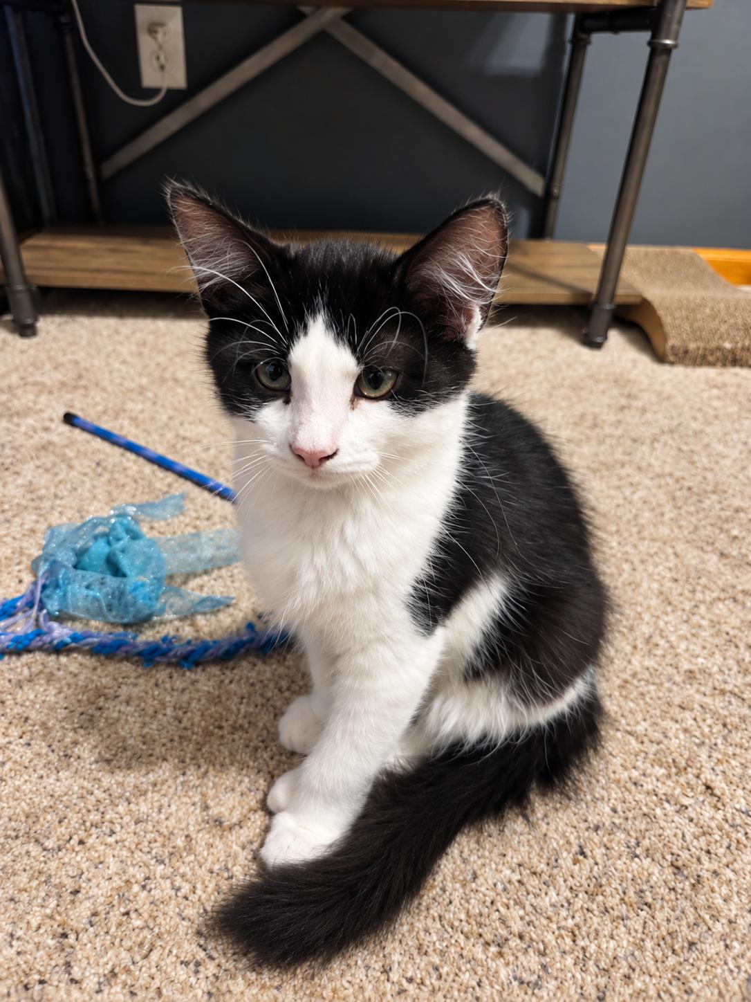 Ducky - Polydactyl photo