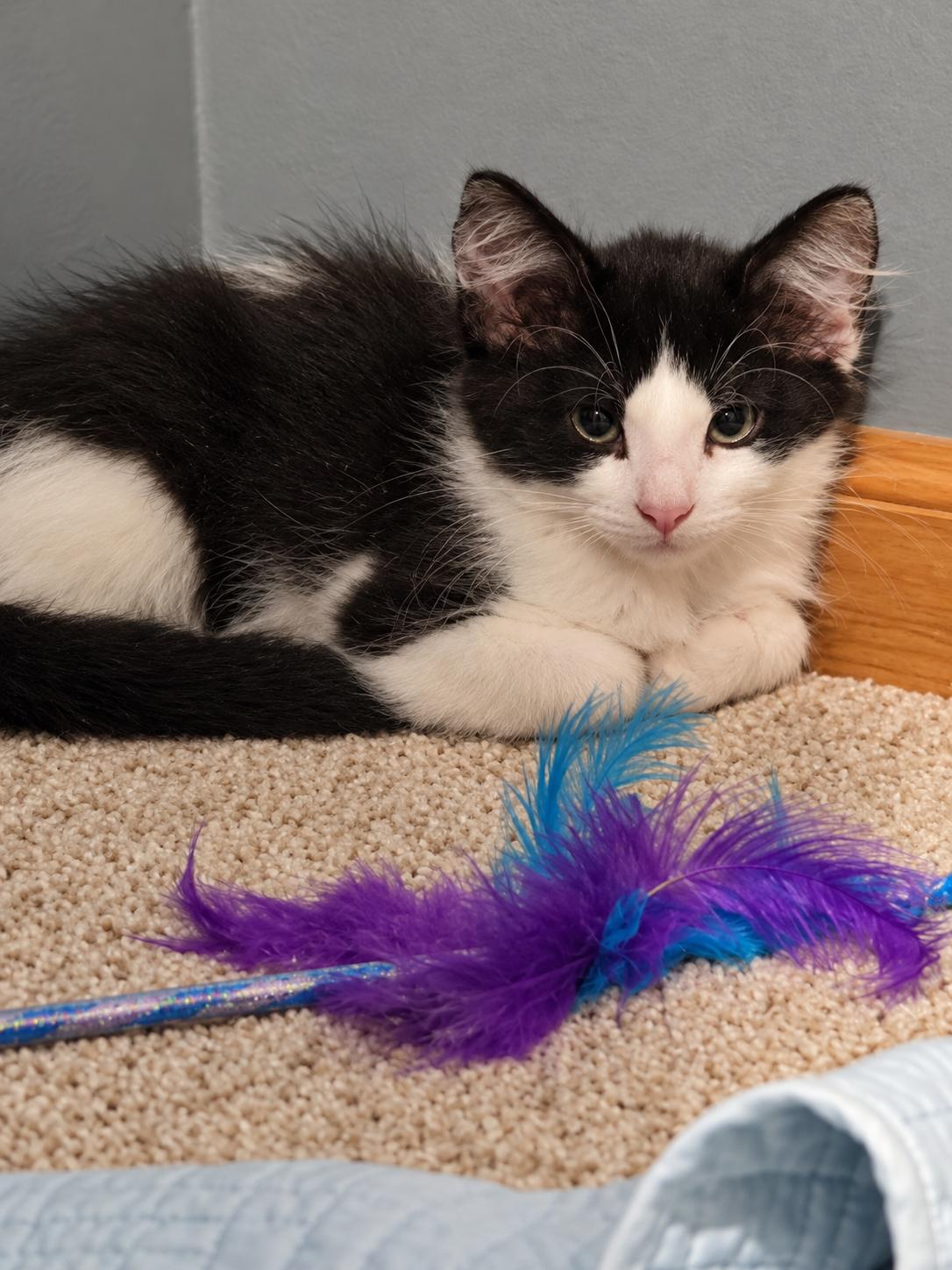 Enlarge Ducky - Polydactyl, a Adoptable Domestic Medium Hair in Woodbury, MN image 3/4