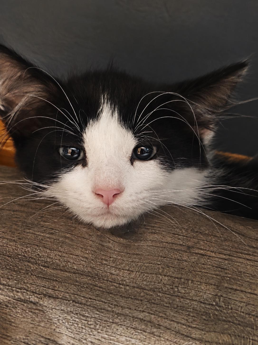 Enlarge Ducky - Polydactyl, a Adoptable Domestic Medium Hair in Woodbury, MN image 2/4
