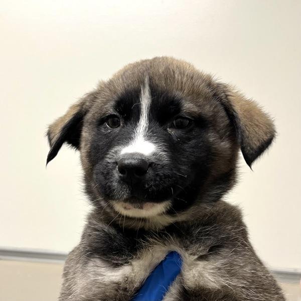 Shaggy, Adoptable, Puppy Male Siberian Husky.