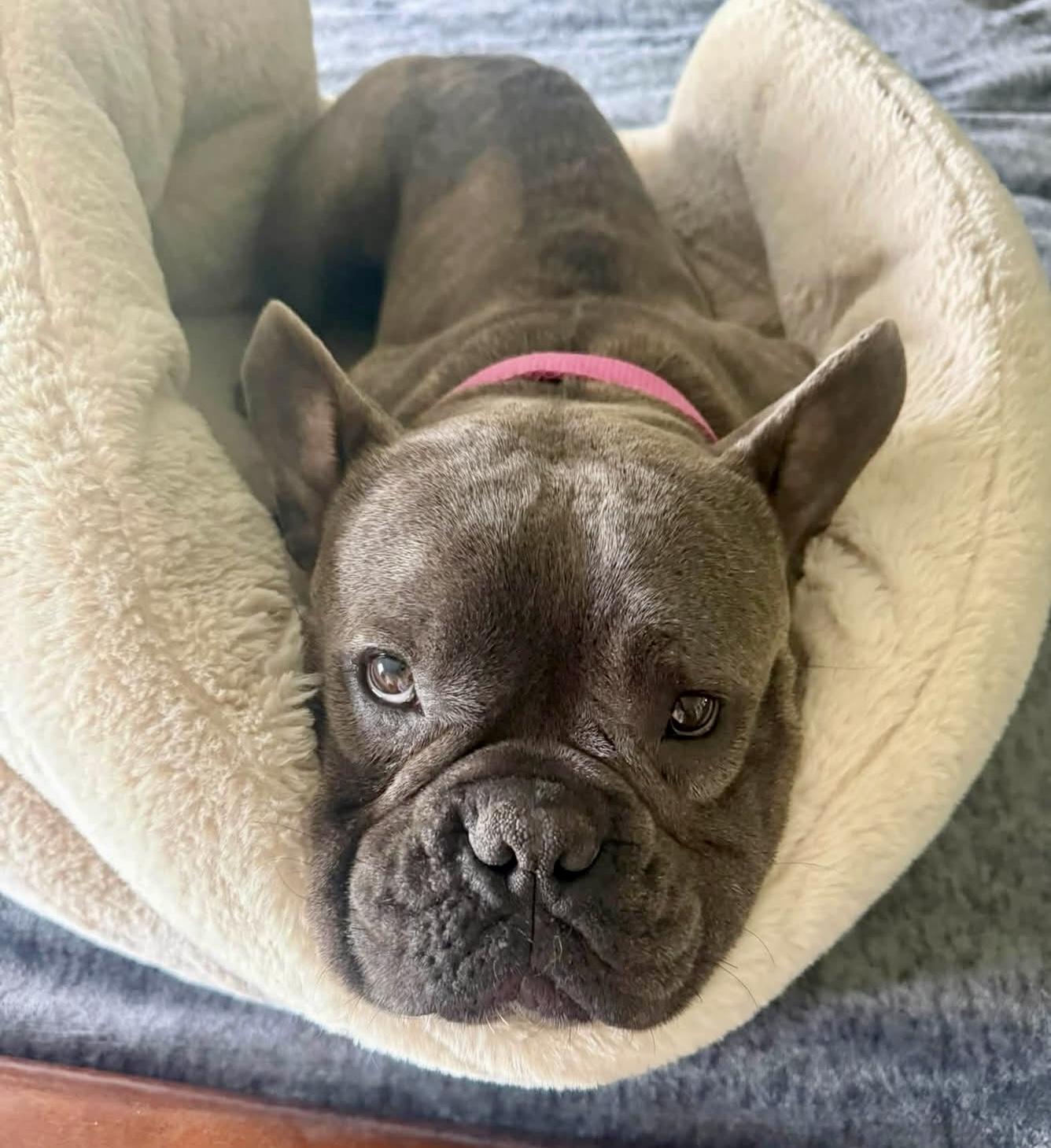 Magnolia, a ADOPTABLE French Bulldog in Wappingers Falls, NY image 3/3