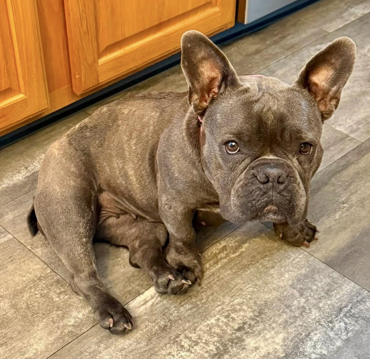 Magnolia, ADOPTABLE, Adult Female French Bulldog.