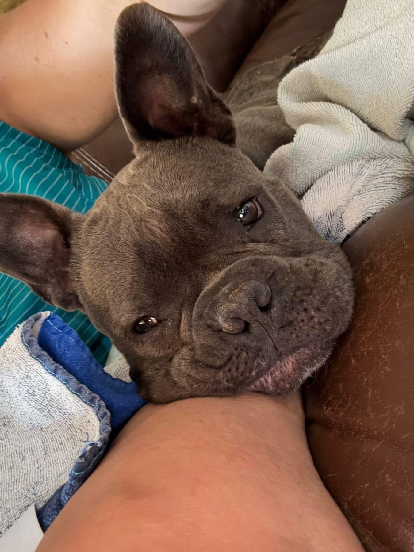 Magnolia, a ADOPTABLE French Bulldog in Wappingers Falls, NY image 2/3