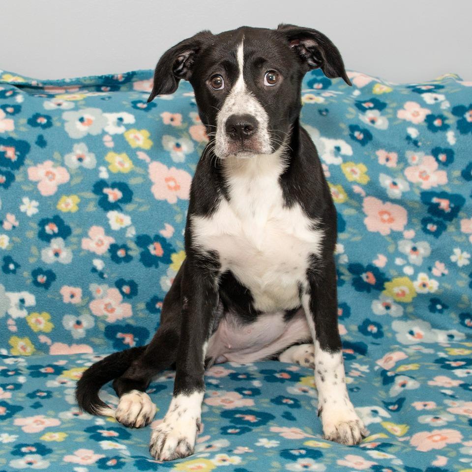 Enlarge Layla, a Adoptable mixed breed in Troy, OH image 1/3