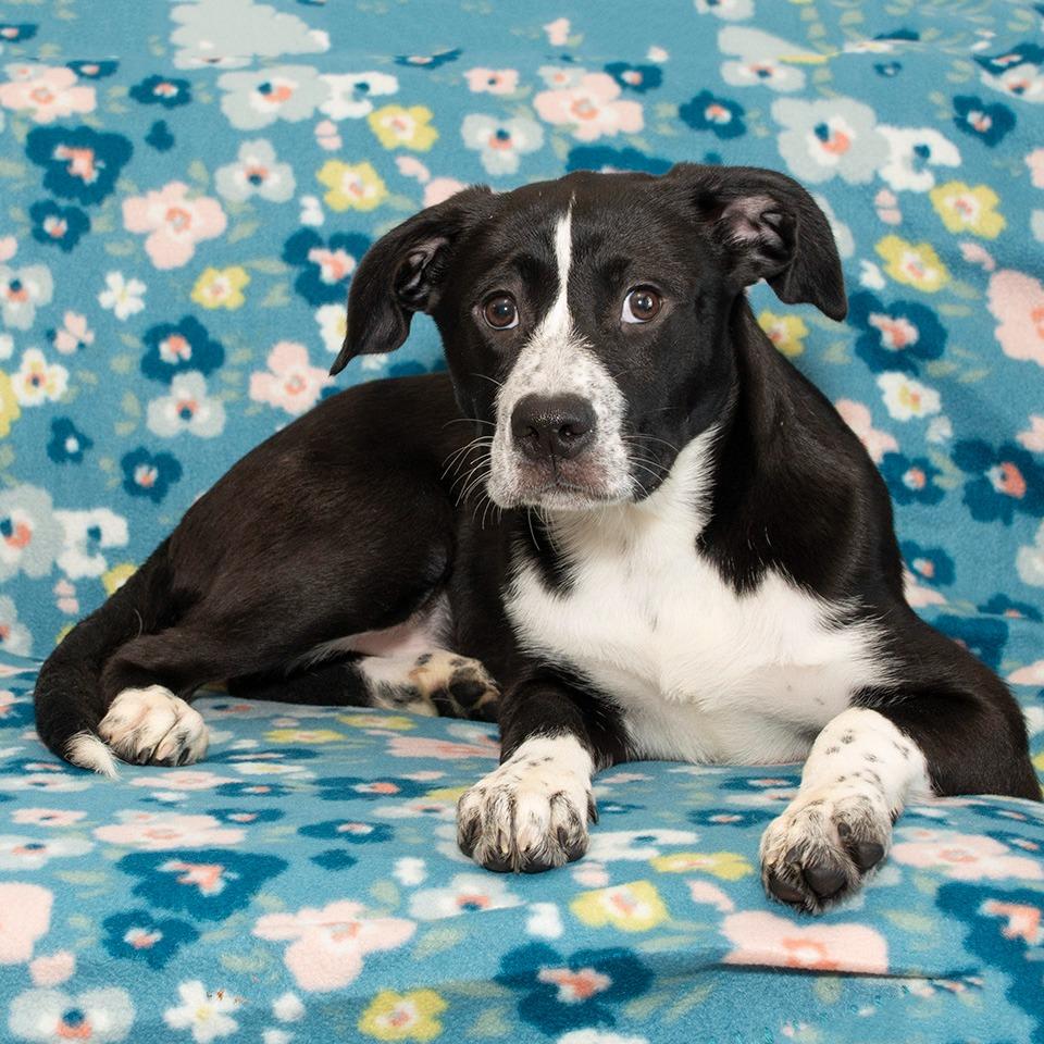 Enlarge Layla, a Adoptable mixed breed in Troy, OH image 2/3