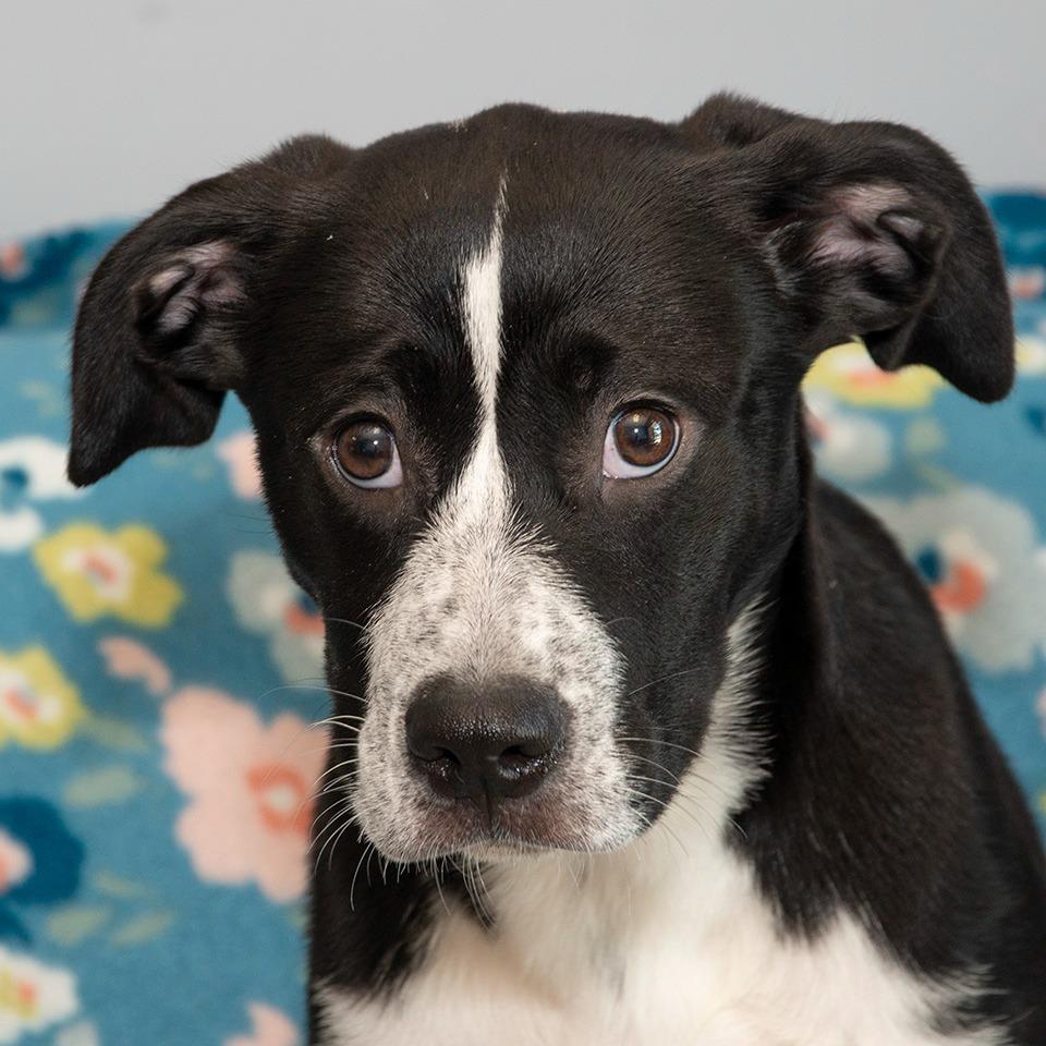 Enlarge Layla, a Adoptable mixed breed in Troy, OH image 3/3