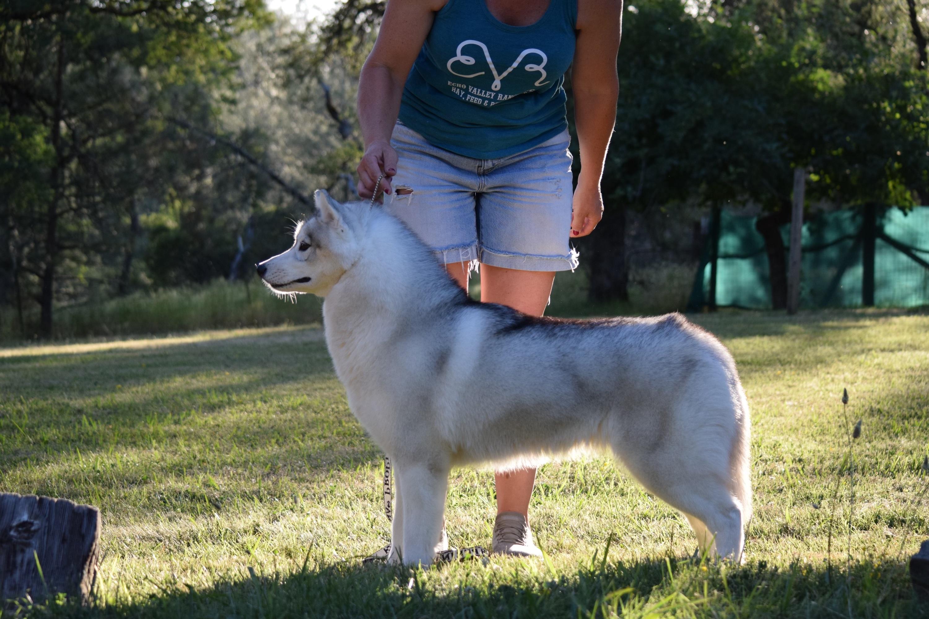 Jade, a ADOPTABLE Siberian Husky in Campbell, CA image 2/2