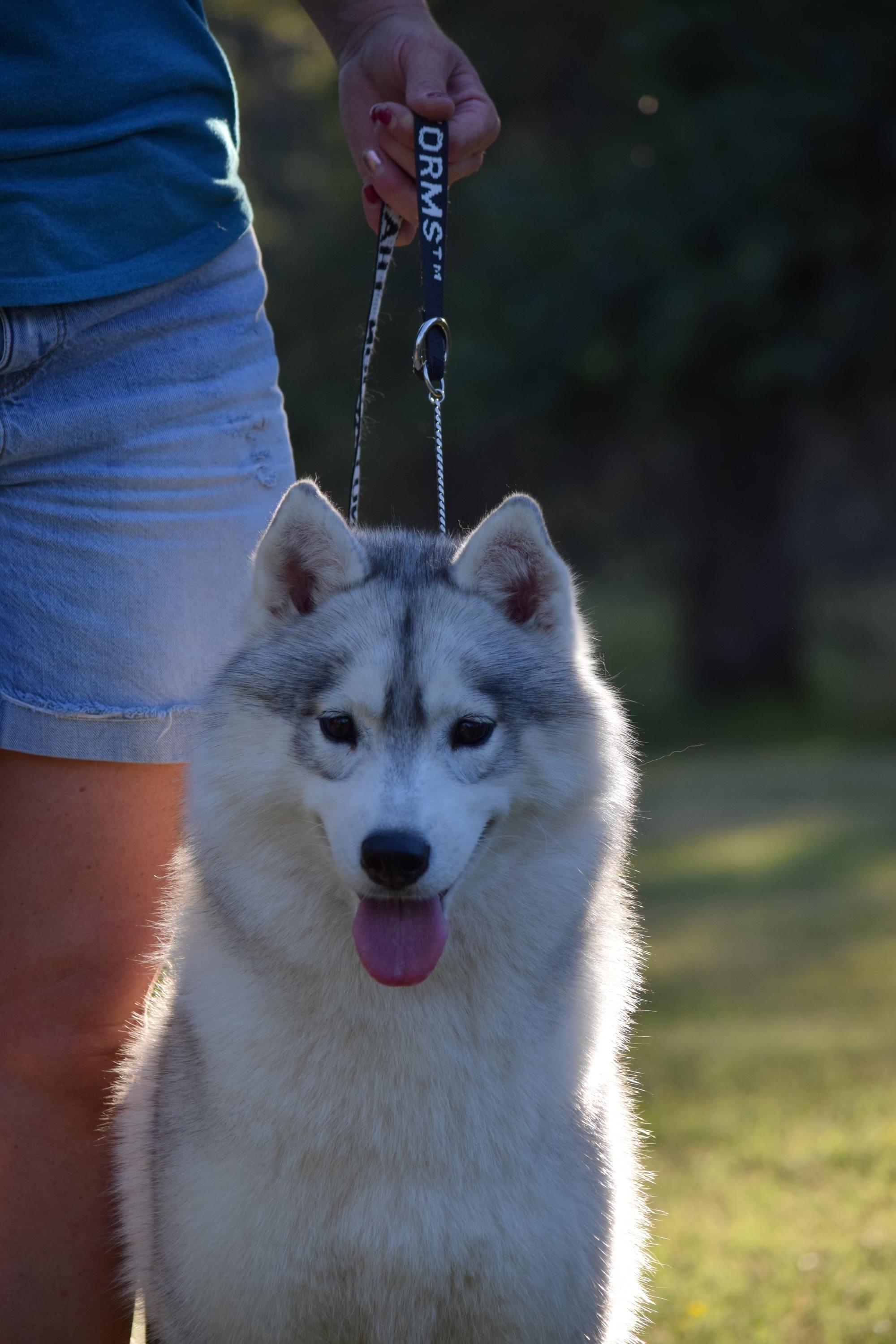 Jade, a ADOPTABLE Siberian Husky in Campbell, CA image 1/2
