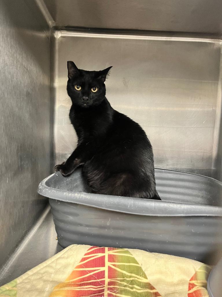 Enlarge Elowin, a Adoptable mixed breed in Hopkinsville, KY image 1/1