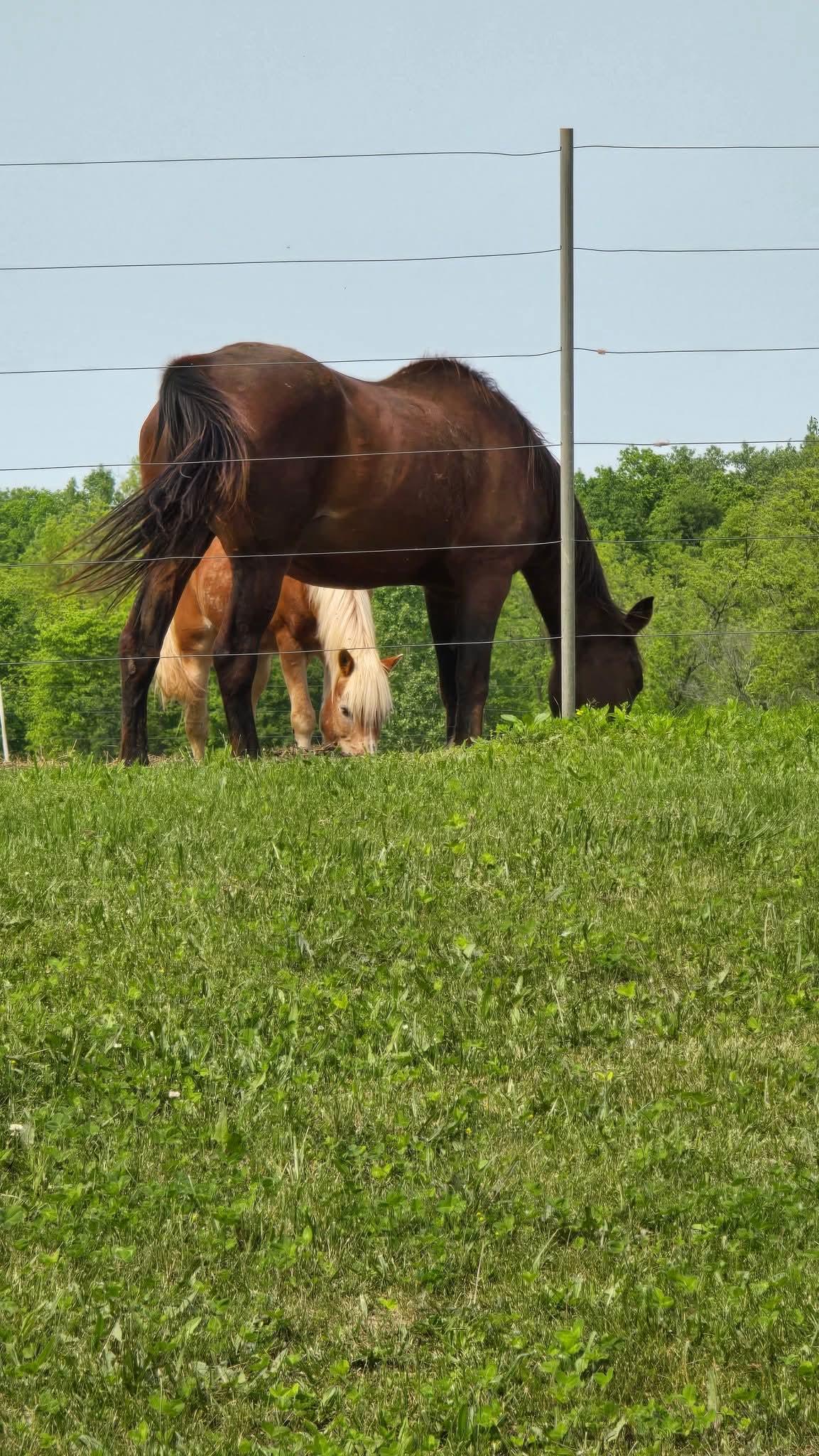 Poppy, a Adoptable Standardbred in Decatur, IN image 1/4