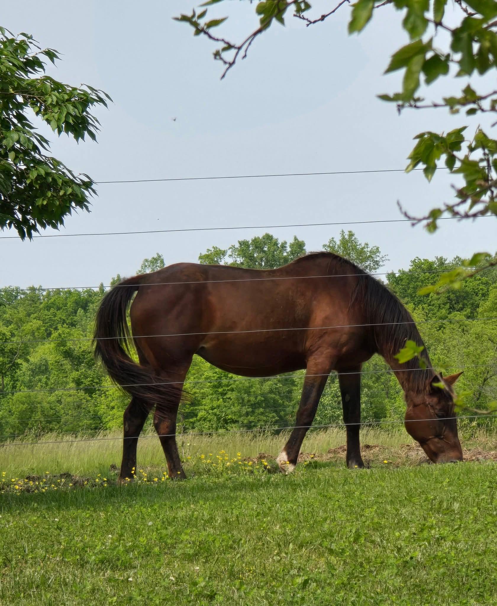 Poppy, a Adoptable Standardbred in Decatur, IN image 2/4
