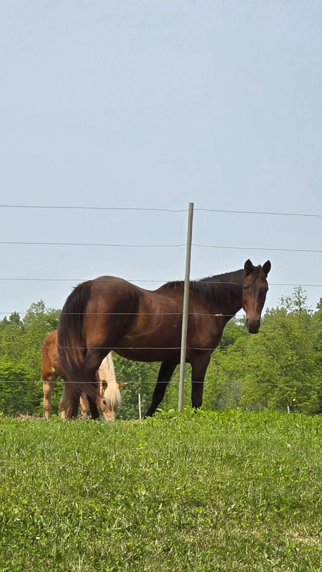 Poppy, a Adoptable Standardbred in Decatur, IN image 4/4