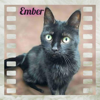Ember, Adoptable, Young Female Domestic Short Hair.